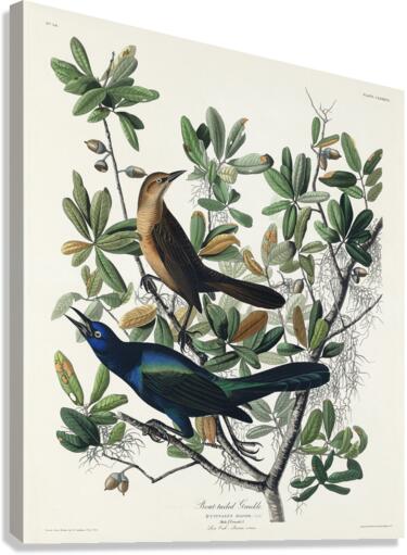 Boat-tailed Grackle Canvas Print