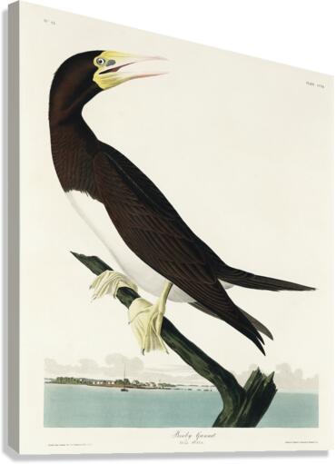 Booby Gannet Canvas Print