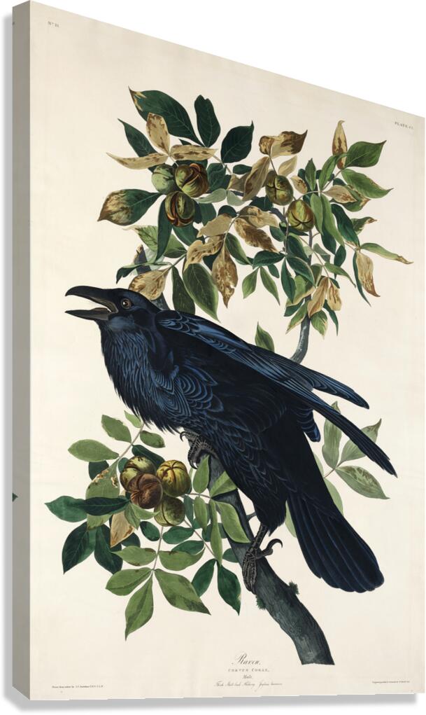 Raven Canvas Print