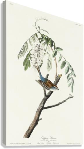 Chipping Sparrow Canvas Print