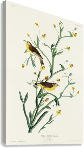 Yellow Red-poll Warbler Canvas Print