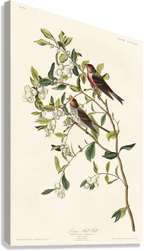 Lesser Red-Poll Canvas Print