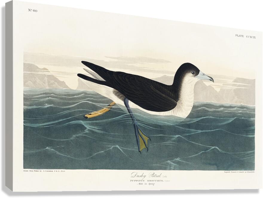 Dusky Petrel Canvas Print