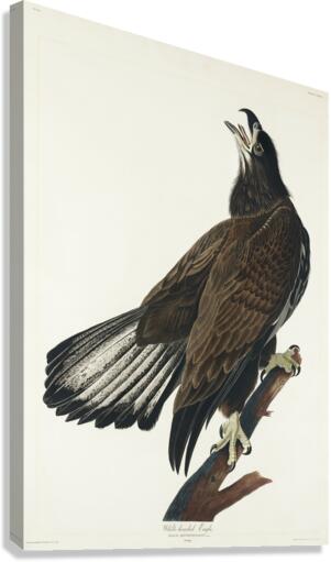 White-headed Eagle Impression sur toile