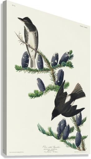 Olive sided Flycatcher Canvas Print