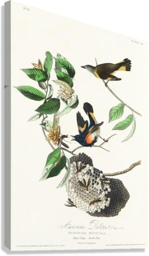 American Redstart Impression sur toile