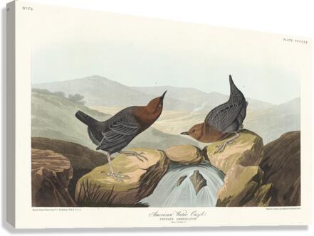 American Redstart Canvas Print