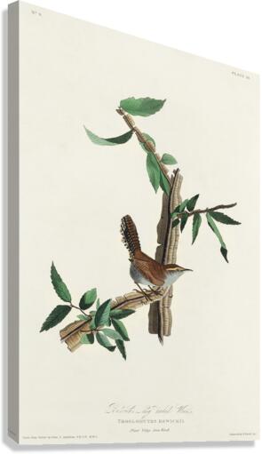 Bewicks Wren Canvas Print