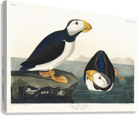 Large billed Puffin Canvas Print
