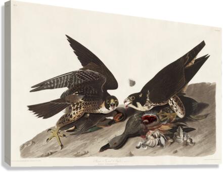 Great Footed Hawk Canvas Print