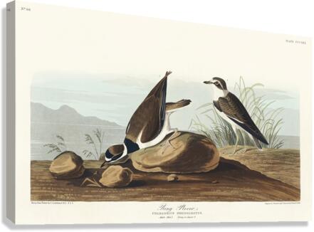 Ring Plover Canvas Print