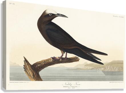 Noddy Tern Canvas Print