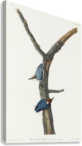 Brown-headed Nuthatch Canvas Print