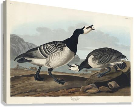 Barnacle Goose Canvas Print