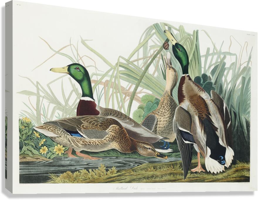 Mallard Duck Canvas Print