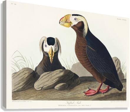 Tufted Auk Canvas Print