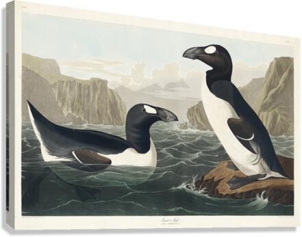 Great Auk Canvas Print