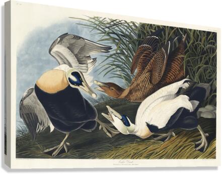 Eider Duck Canvas Print