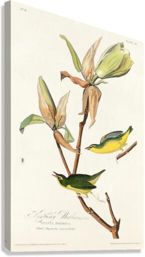 Kentucky Warbler Canvas Print