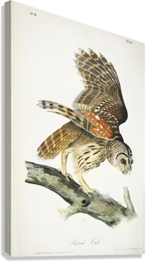 Barred Owl Impression sur toile