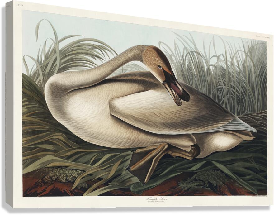 Trumpeter Swan Canvas Print