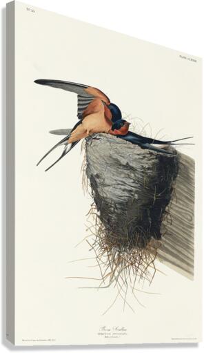 Barn Swallow Canvas Print
