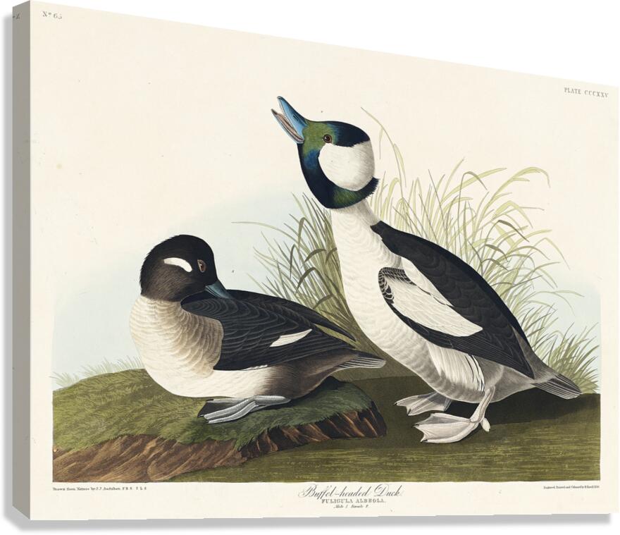 Buffel-headed Duck Canvas Print