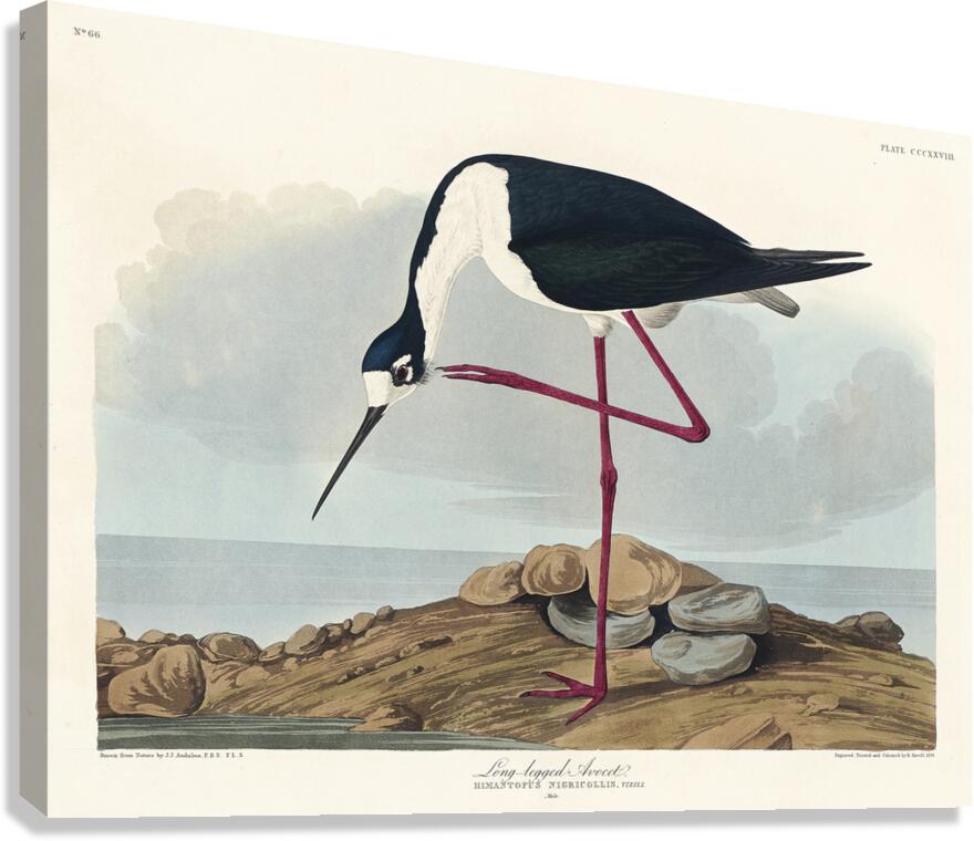 Long-legged Avocet Canvas Print