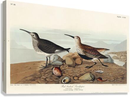 Red backed Sandpiper Canvas Print