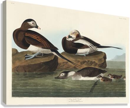 Long-tailed Duck Canvas Print