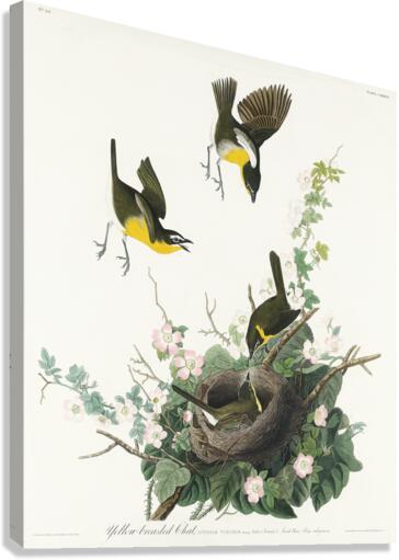 Yellow-breasted Chat Canvas Print