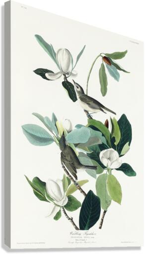 Warbling Flycatcher Canvas Print