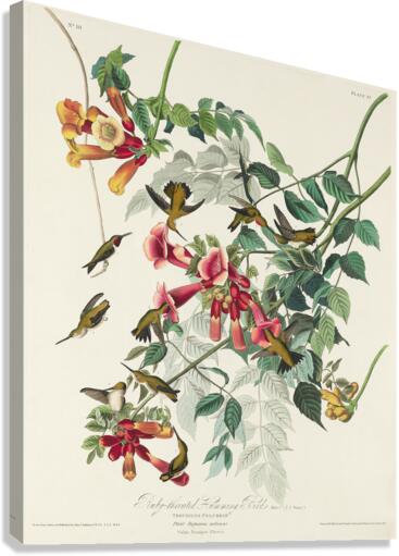 Ruby-throated Humming Bird Canvas Print