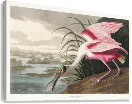 Roseate Spoonbill Canvas Print
