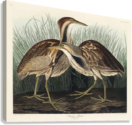 American Bittern Canvas Print