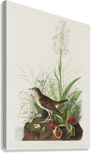 Tawny Thrush Canvas Print