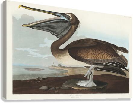 Brown Pelican Canvas Print