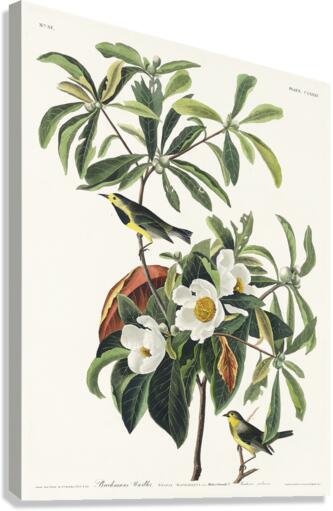 Bachmans Warbler Canvas Print