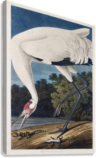 Hooping Crane Canvas Print
