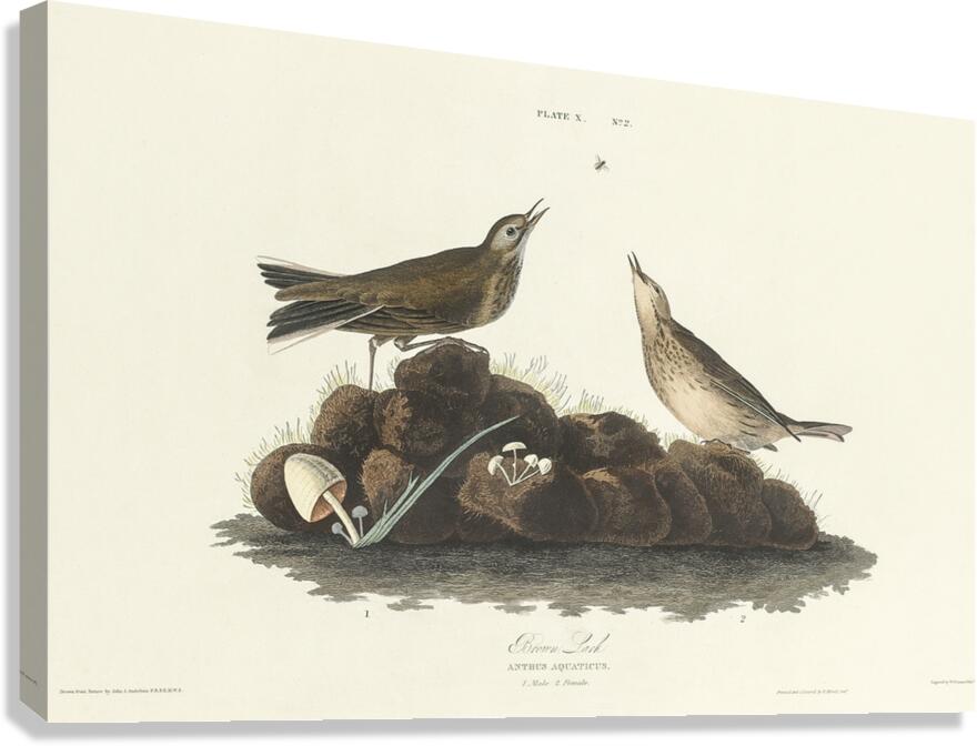 Brown Lark Canvas Print