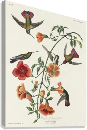 Mango Hummingbird Canvas Print