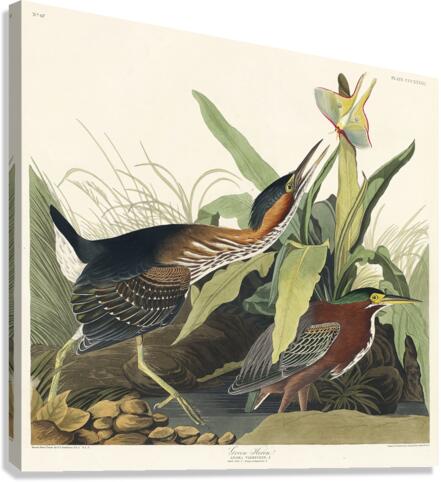 Mango Hummingbird Canvas Print