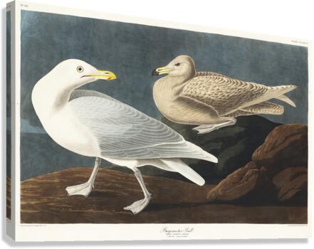 Burgomaster Gull Canvas Print