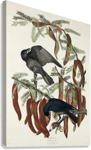 Fish Crow Impression sur toile