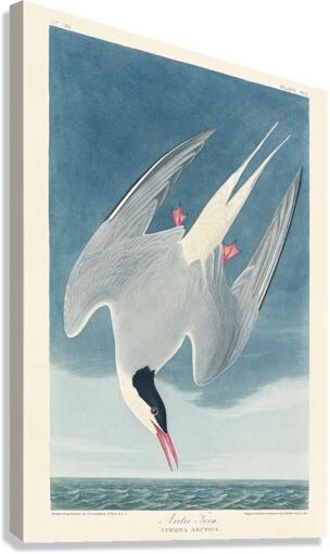 Arctic Tern Canvas Print