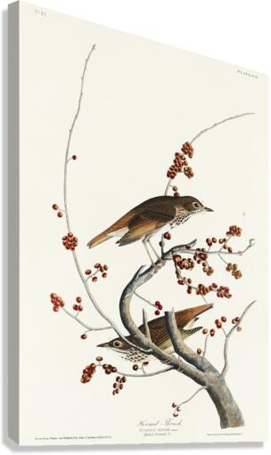 Hermit Thrush Canvas Print