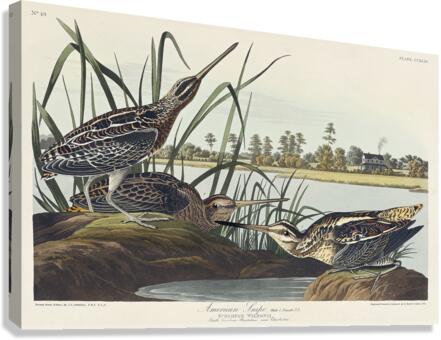 American Snipe Canvas Print