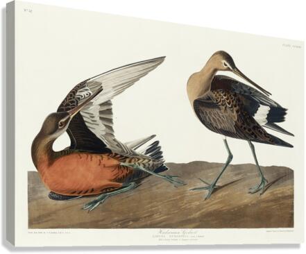 Hudsonian Godwit Canvas Print