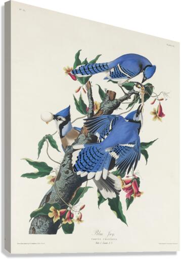 Blue Jay Impression sur toile