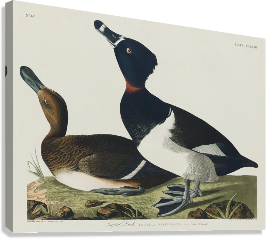 Ring-necked Duck Canvas Print